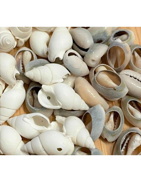 Set Conchitas pequeñas