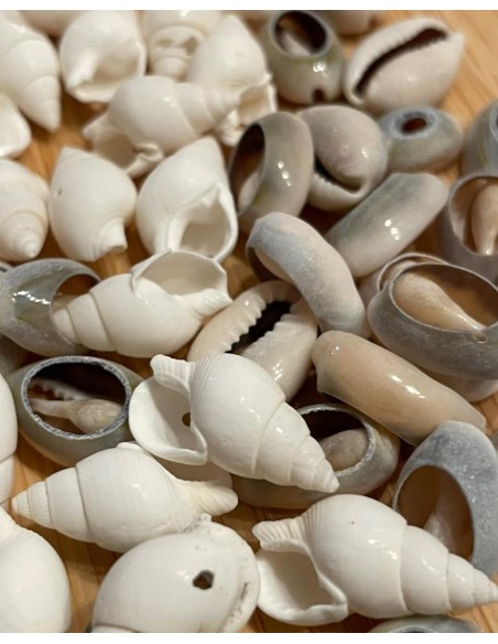 Set Conchitas pequeñas