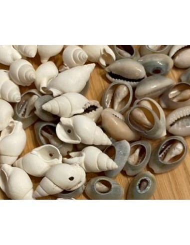 Set Conchitas pequeñas