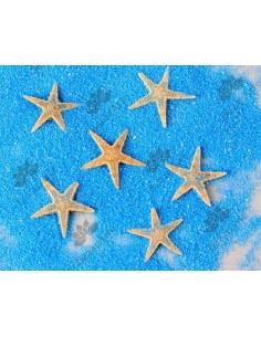 Estrellas de Mar de 1 a 3cm