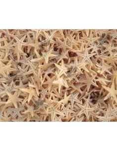 Estrellas de Mar de 1 a 3cm 2