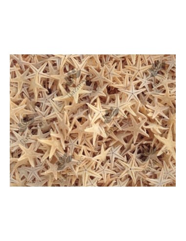 Estrellas de Mar de 1 a 3cm