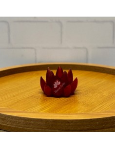 Molde de suculenta 4