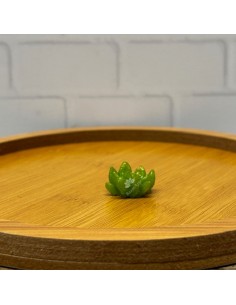 Molde de suculenta 6