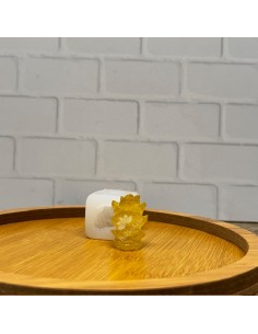 Molde de suculenta 8