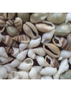 Set Conchitas pequeñas 2